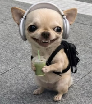 Matchihuahua character